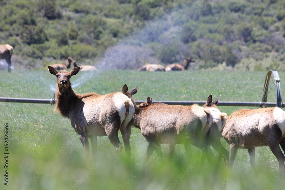 Naklejka premium elk in front of agricultural sprinklers spring 2017