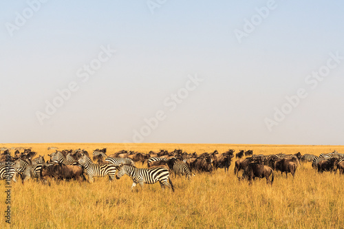 Savannah herbivores. Great migration. Kenya, Masai Mara.	