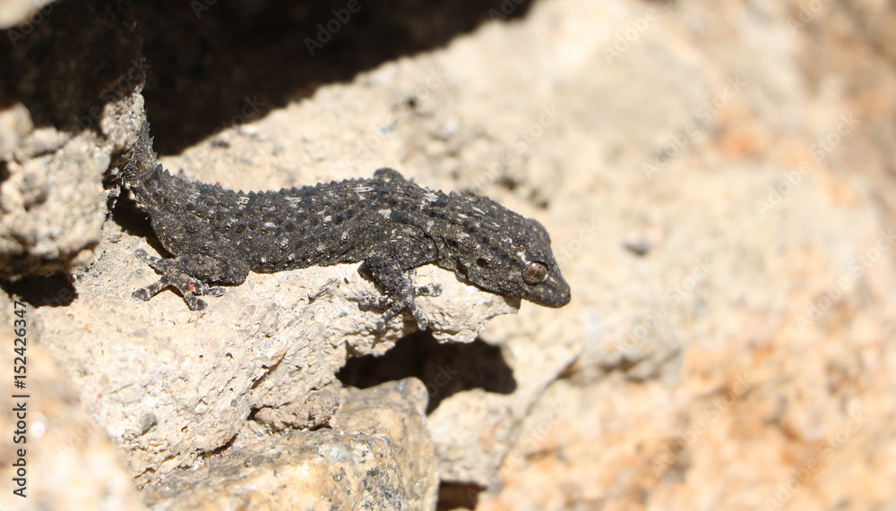 Gekko Gekko