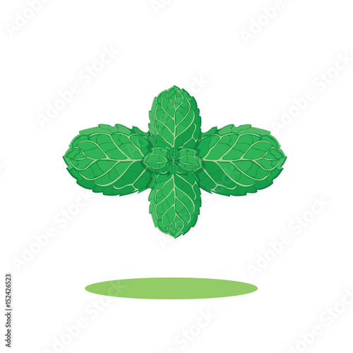 mint herb leaves isolated .vector illustration