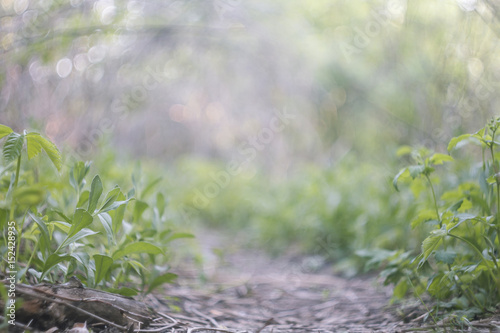 Road in the forest with trees and grass for wallpaper or illustrations