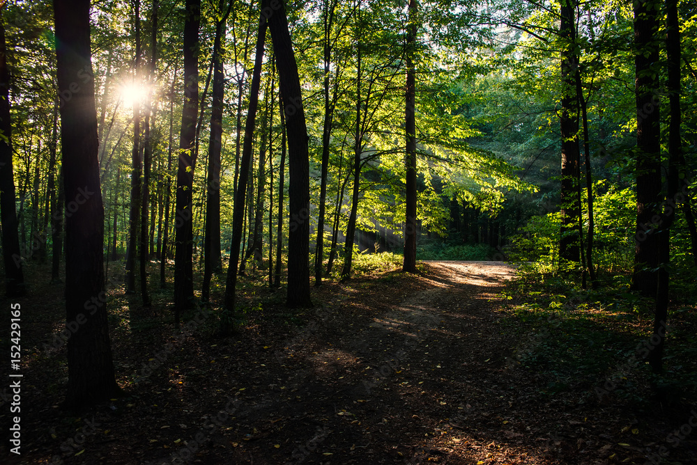 the sun's rays in a dense forest the sun's rays in a dense forest