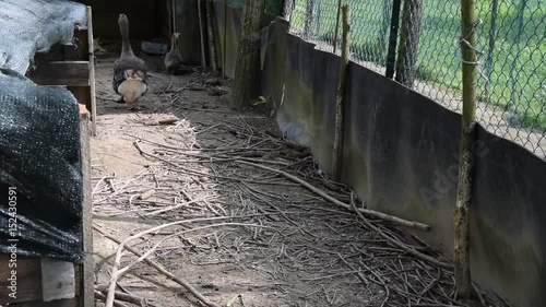 Wallpaper Mural Geese family ducklings Torontodigital.ca