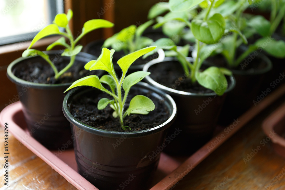 Pitunia seedlings in plastic flower pots Pitunia seedlings in plastic flower pots