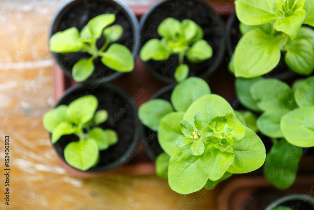Pitunia seedlings in plastic flower pots Pitunia seedlings in plastic flower pots