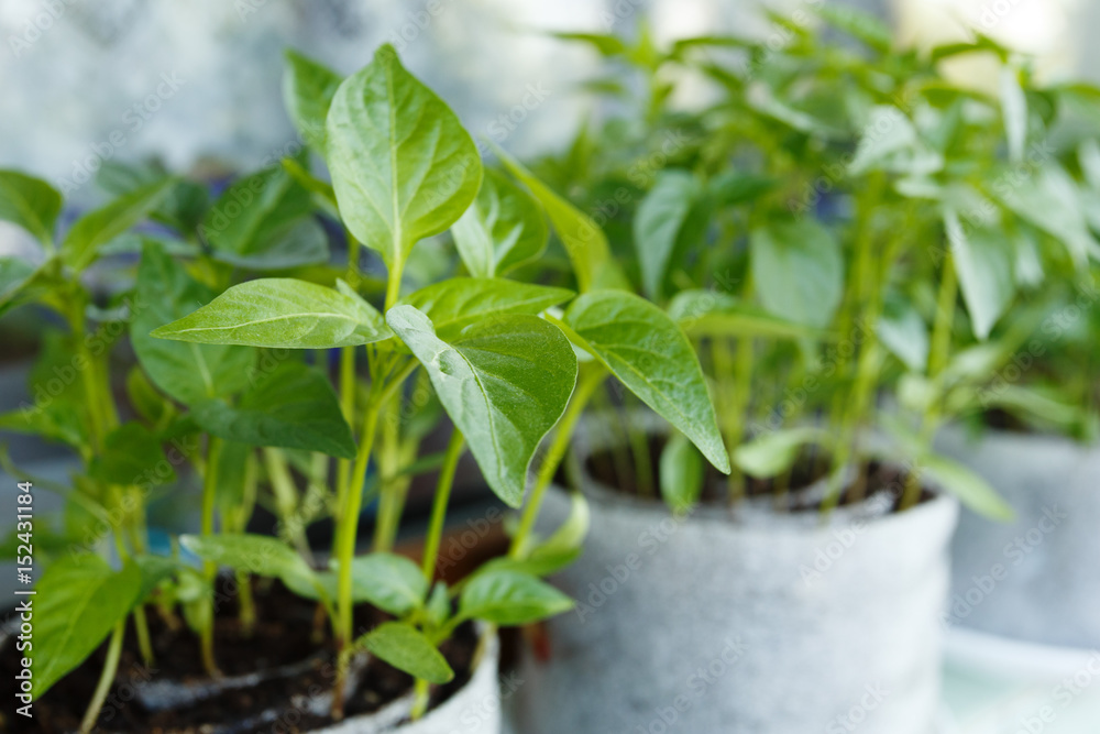 Young pepper seedlings Young pepper seedlings
