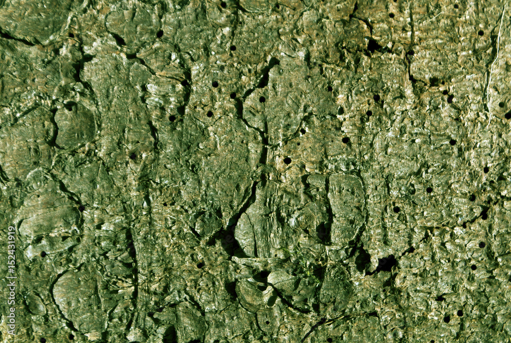 Green toned pine tree bark pattern.
