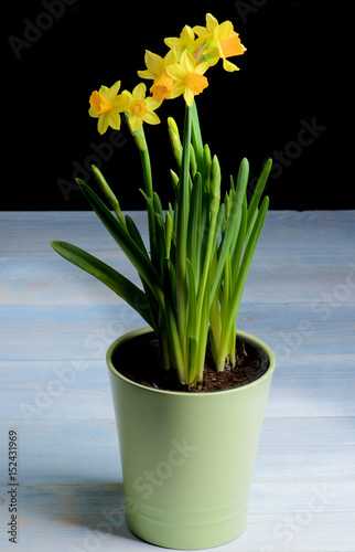 Fototapeta Naklejka Na Ścianę i Meble -  Yellow Daffodils in Pot