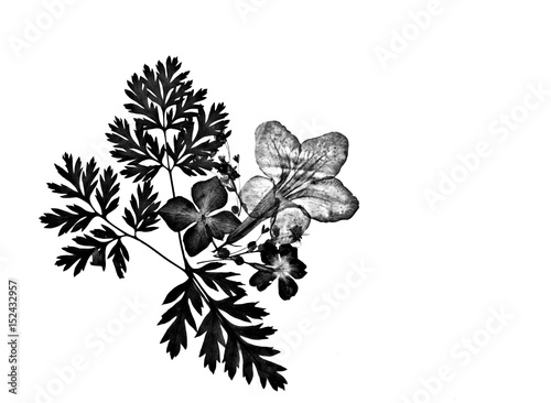 Black and white beautiful romantic pressed floral silhouette decoration isolated on white