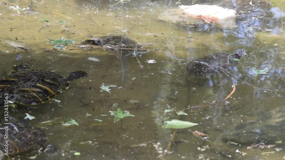 Turtles swimming in a pond Turtles swimming in a pond