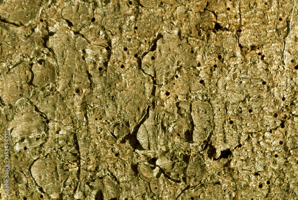Yellow toned pine tree bark pattern. Yellow toned pine tree bark pattern.