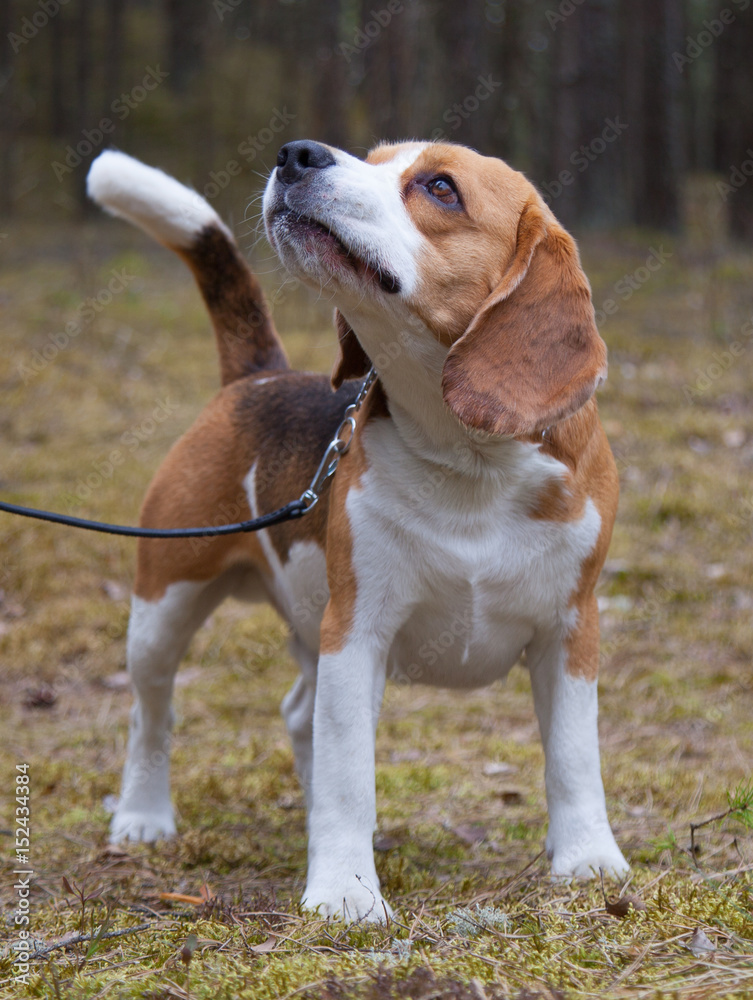 dog, beagle, outdoor