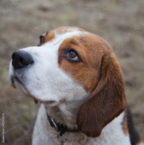 dog  beagle  outdoor
