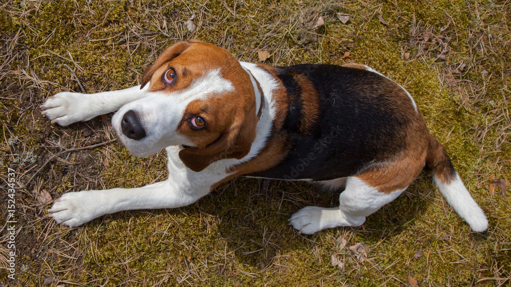 dog, beagle, outdoor