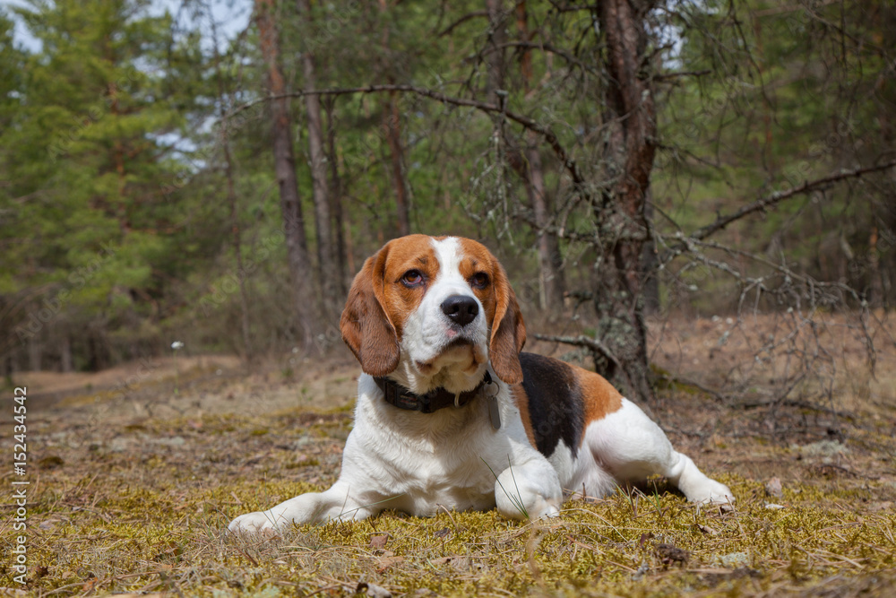 dog, beagle, outdoor dog, beagle, outdoor