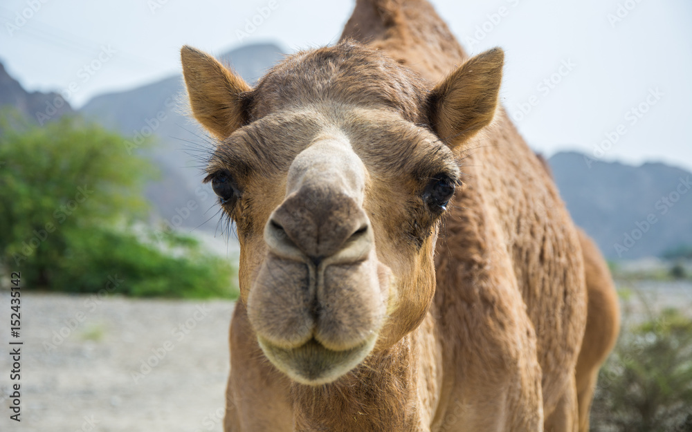 Omani Camels - The camel, also called the “Ship of the Desert” is a vital part of the Omani Society, for it represents a deeply appreciated and highly valued tradition. Camels were not only the main m