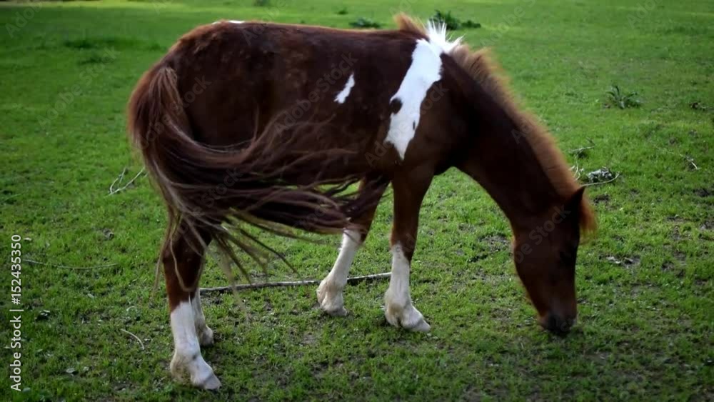 Brown horse on the grass
