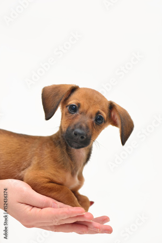 Dachshund puppy on palm on white background