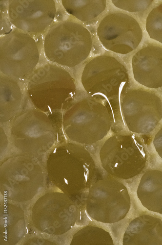 Fresh honeycomb, Mesa, Arizona
