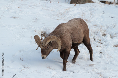 Colorado Rocky Mountain Bighorn Sheep