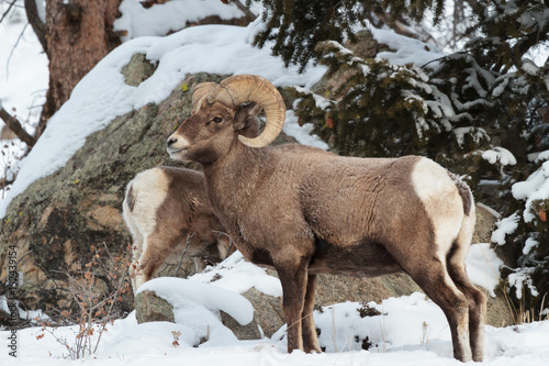 Colorado Rocky Mountain Bighorn Sheep