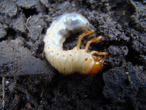 larva of the may beetle