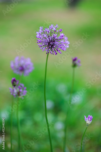 Close up photo beautiful allium flowers in garden.