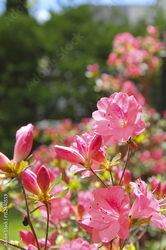 Pink Azaleas in suburban garden