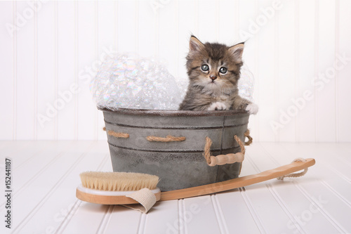 Fototapeta Naklejka Na Ścianę i Meble -  Cute Kitten in Washtub Getting Groomed By Bubble Bath