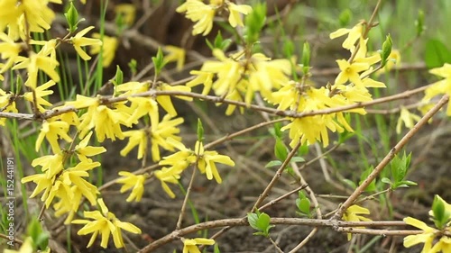 Yellow flowers of berberis in the garden springtime camera motion close to photo