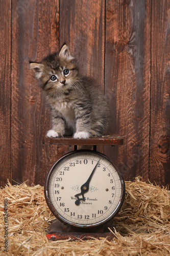 Fototapeta Naklejka Na Ścianę i Meble -  Adorable Kitten on Antique Vintage Scale