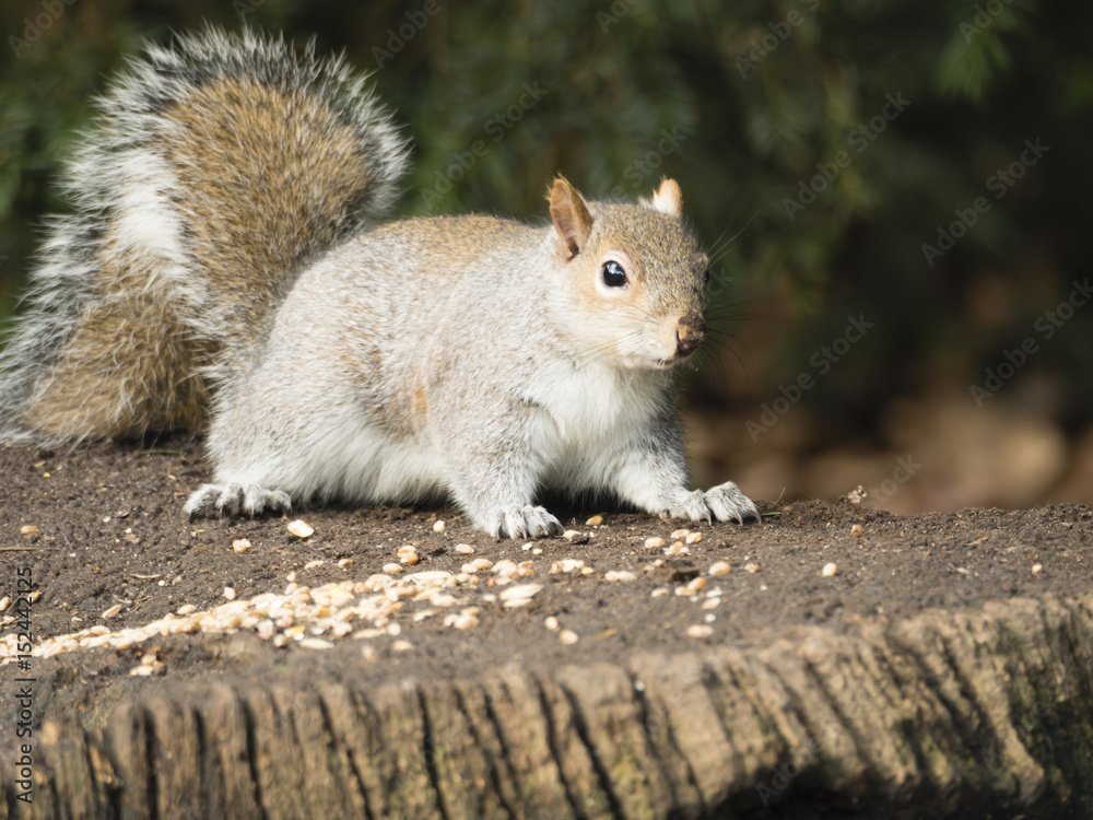 Close up Grey Squirrel (Sciurus Carolinensis) eating nuts at Clumba,Park Nottinghamshire 