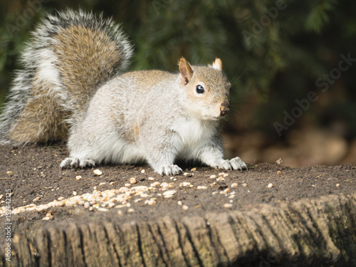 Close up Grey Squirrel (Sciurus Carolinensis) eating nuts at Clumba,Park Nottinghamshire 