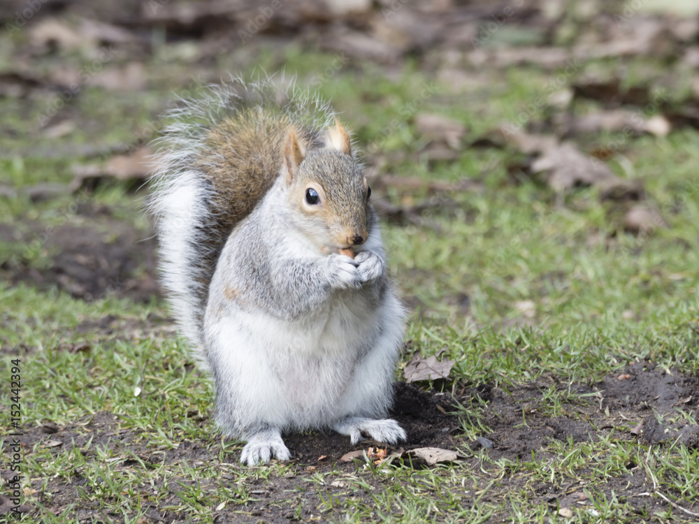 Close up Grey Squirrel (Sciurus Carolinensis) eating nuts at Clumba,Park Nottinghamshire Close up Grey Squirrel (Sciurus Carolinensis) eating nuts at Clumba,Park Nottinghamshire