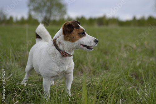 The dog the Jack Russell Terrier close up costs the rehouse, the head is turned to the right, against green meadow, trees, the sky