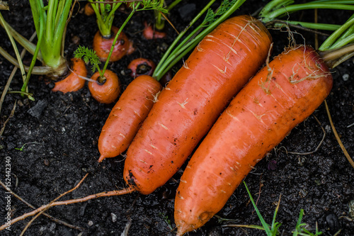 Carrots covered in soil. fresh out of soil.