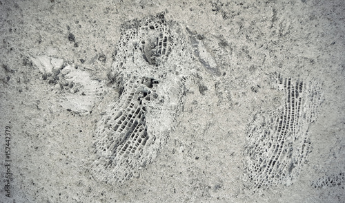 Stone texture with fossils