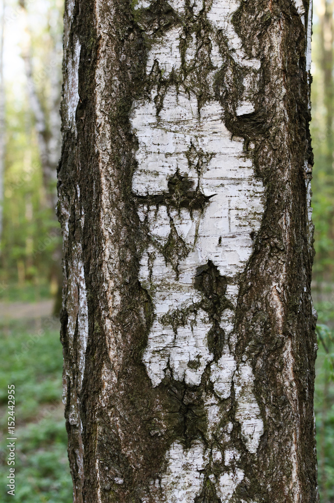 Fototapeta premium Birch bark, background