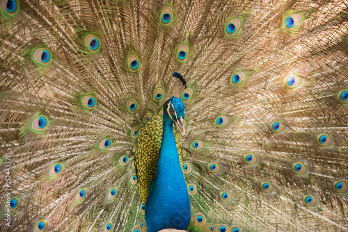 Photos of peacocks showing beautiful feathers. photo
