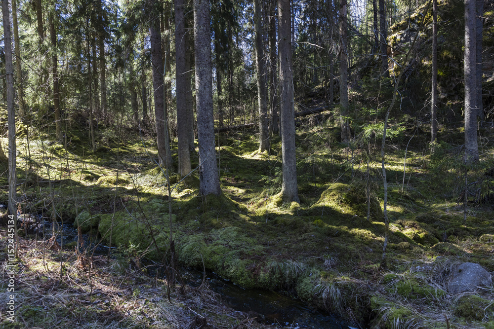 Primeval forest in Southern Finland Primeval forest in Southern Finland