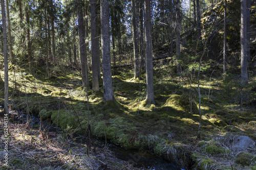 Primeval forest in Southern Finland