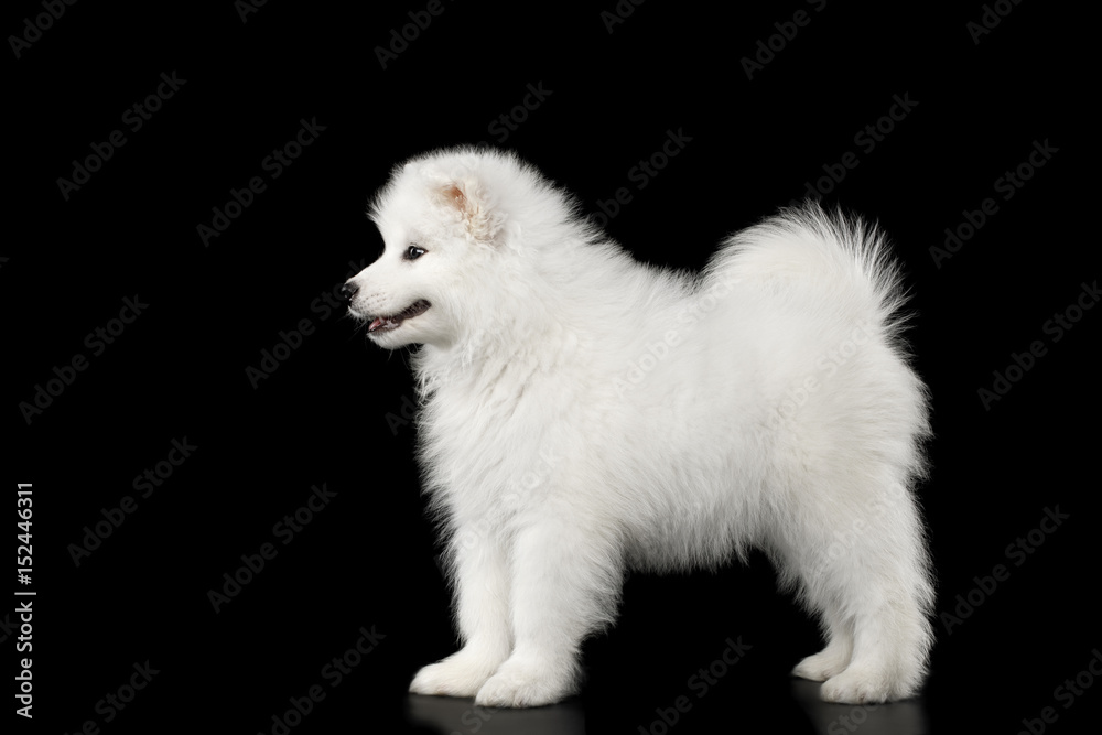 Cute White Samoyed Puppy Standing isolated on Black background, side view
