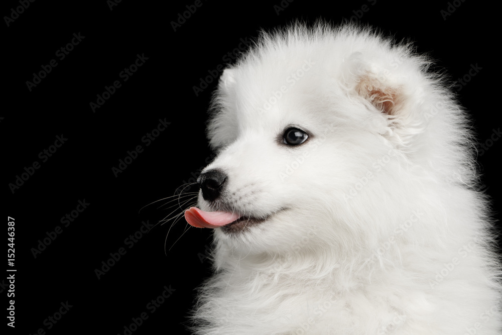 Cute White Samoyed Puppy showing tongue isolated on Black background, profile view