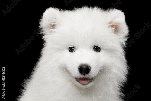 Fototapeta Naklejka Na Ścianę i Meble -  Portrait of Furry White Samoyed Puppy isolated on Black background, front view