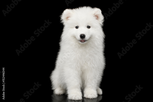 Fototapeta Naklejka Na Ścianę i Meble -  Cute White Samoyed Puppy Sitting isolated on Black background, front view