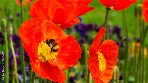Drinking bumblebee on a big blossom of a red flower in a garden