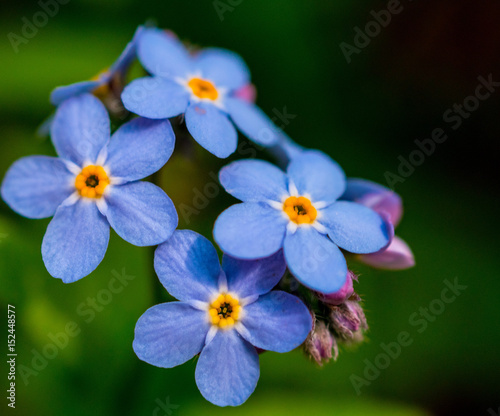 Forget-me-not © serena