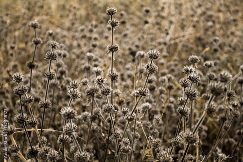 Dry grass flower