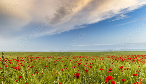 Poppy field in one of the regions of Azerbaijan