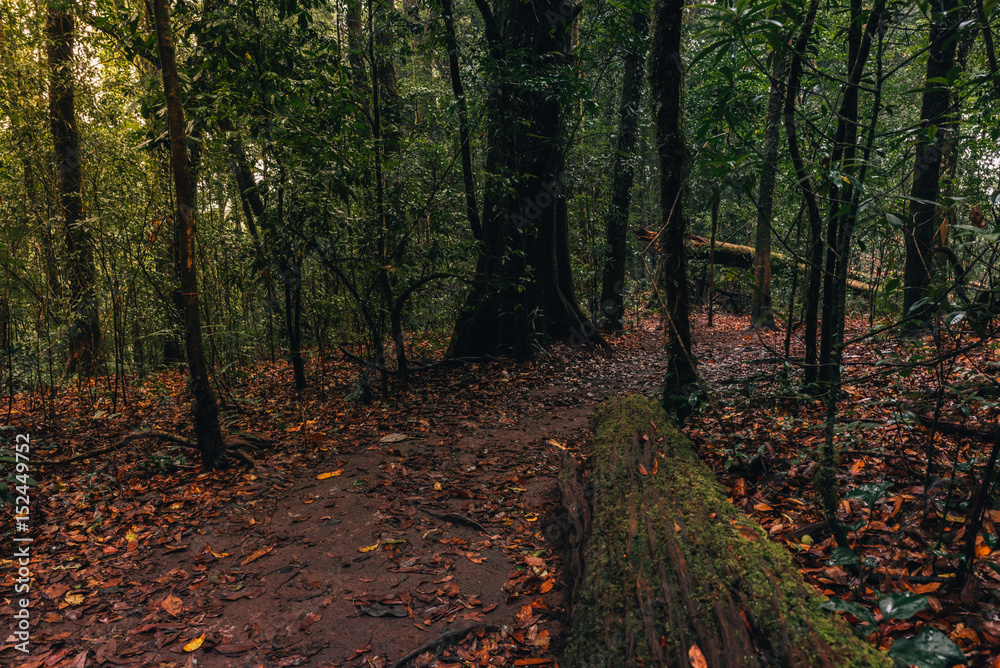 mossy in rain forrest